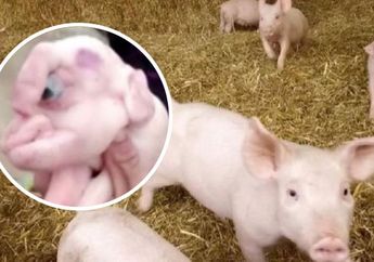 19 Anak Babi lahir, Ditemukan Babi 'Mutan' dengan Satu Mata dan Alat Kelamin di Keningnya!