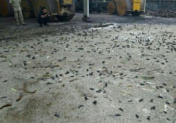 Misterius, Tukang Kebun Temukan Ribuan Burung Mati Bersamaan! Ternyata Ini Sebabnya