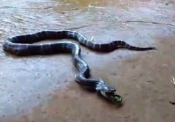 Mengerikan! Lihat Apa yang Dimuntahkan Ular Ini, Kok Bisa ya?