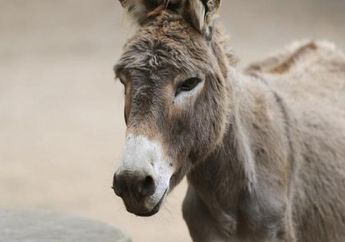 Berbuat Mesum dengan Seekor Keledai, Alasan Pria ini Bikin Geleng-geleng Kepala
