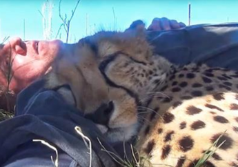 Pria Ini Berbaring di Padang Rumput, Lalu Tiba-tiba Cheetah Muncul dan Melakukan Hal Aneh Ini Lihat Videonya