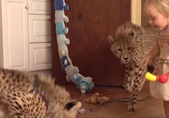 Keluarga Ini Memelihara Dua Ekor Cheetah, Selanjutnya Ini yang Dilakukan dengan Anak Balitanya, Lihat Videonya