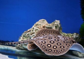 Melepas Ikan Pari Kembali ke Alam, Pria Ini Malah Didenda Rp 19 Juta, Ternyata Ini Alasannya