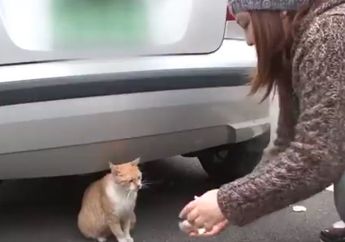 Kucing Jalanan Ini Diberi Makan, Namun Tidak Dimakannya Selanjutnya yang Dilakukan Kucing Ini Sungguh Mengharukan, Lihat Videonya
