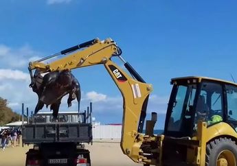Viral! Penemuan Binatang Besar Seperti Monster Laut! Lihat Videonya