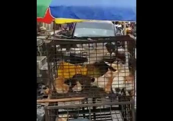 Biadap Sekali, Lihatlah yang Dilakukakan Orang-orang Ini Terhadap Kucing Ini Mereka Tega Sekali, Lihat Videonya