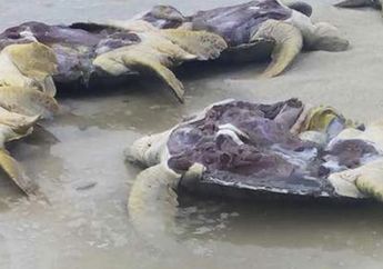 Kasian Banget! Penyu Ini Ditemukan Mengenaskan, Kerangnya Utuh Tapi Telurnya Hilang