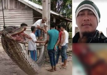 Seorang Sekuriti Kebun Kelapa Sawit Disergap Ular Pinton Raksasa, Ngeri Banget Lihat Bangkai Ularnya