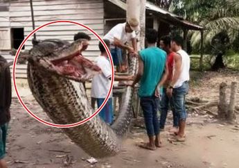 Serang Pria Hingga Hampir Tewas, Ular Piton 7 Meter Ini Hebohkan Warga