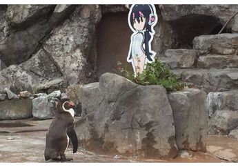 Penguin Di Jepang Ini Jatuh Cinta Karakter Heroin Anime, Kok Bisa Ya?