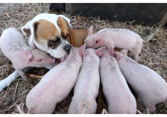 Menyentuh Hati, Anjing Ini Adopsi Delapan Babi Kecil, Ini Bukti Kasih Tak Membedakan, Lihat Videonya