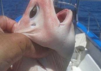 Nelayan Ini Menangkap Ikan Yang Aneh, Dengan Perut Bulat, Lihat Fotonya