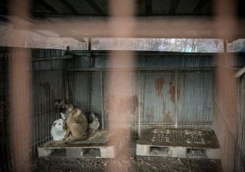 Kasihan, Anjing Ini Selalu Tidur Dalam Keadaan Berdiri, Sekarang Begini Kondisinya