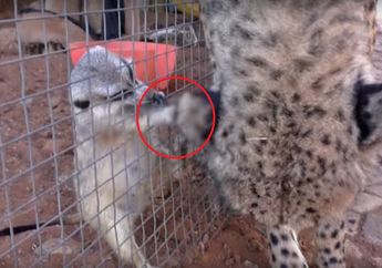 Kok Terbalik Ya, Cheetah Ini Malah Diserang Meerkat, Lihat Videonya 