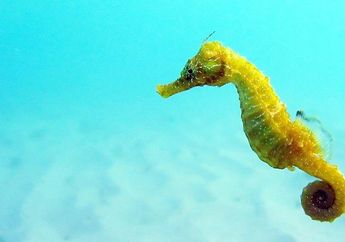 Pengin Tahu Gimana Cara Kuda Laut Melahirkan Anaknya? Lihat Video Ini, Imut Banget