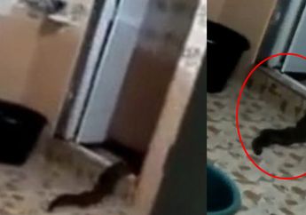 Kamu Harus Hati-Hati, Monster Menakutkan Bersembunyi di Lubang Toilet, Lihat Videonya