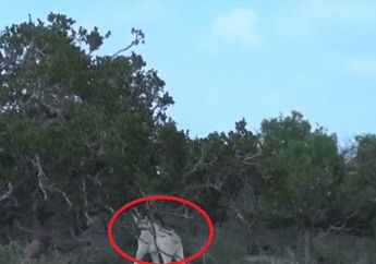 Wow, Binatang Langka Ini Menampakkan Diri Pertama Kalinya Dalam Sejarah! Semua Mata Terpana Melihatnya