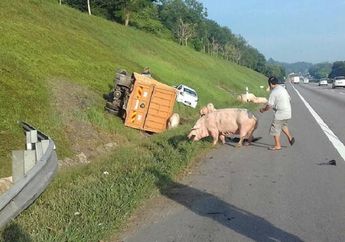 Truk Pengangkut Babi Terguling, Pemilik Gelagapan Lantaran Hewan Itu Berkeliaran Di Jalan Tol