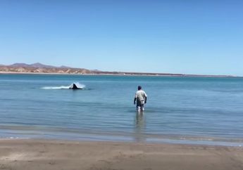 Terlihat Sesosok Hitam Dari Kejauhan, Ternyata Setelah Didekati Menakutkan  Monster Ini yang Muncul, Lihat Videonya