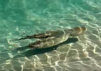 Gurita Ternyata Bisa Mengenali Manusia, Lihat Apa yang Dilakukan Hewan Cerdas Ini Pada Orang yang Telah Menolongnya