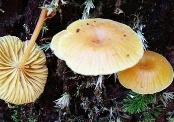 Belum Banyak Diketahui, Ternyata Jamur Jenis Ini Bisa Atasi Depresi