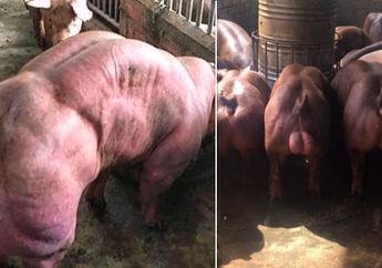 Punya Otot Kekar Layaknya Banteng, Babi Ini Dijuluki 'Babi Mutan'