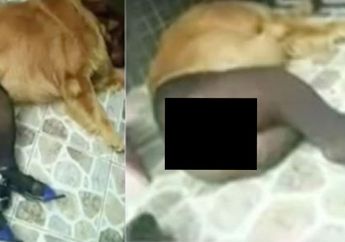 Tak Disangka! Prostitusi di Serbia Tawarkan Hewan untuk Pemuas Nafsu, Harganya Pun Tak Masuk Akal