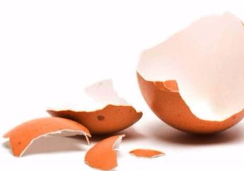 5 Manfaat Kulit Telur, Nomor 4 Bisa Dijadikan Pupuk Kompos Loh