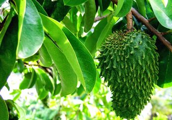 2 Ramuan Alami Untuk Julia Perez, Kandungannya Mujarab Untuk Penderita Kanker