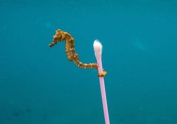 Dari Perairan Indonesia, Kuda Laut Ini Membawa Pesan Untuk Dunia