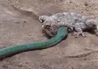 Lihat Pertarungan Ular Hijau Vs Tokek, Coba Tebak Siapa yang Menang?
