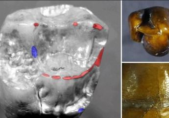 Wow ! Gigi Berumur Satu Juta Tahun Ditemukan di Jerman Gigi Alien?
