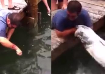 Lihatlah Bagaiamana Lengan Pria Ini Dilahap Oleh Seekor ikan Besar, Lihat Videonya Ini