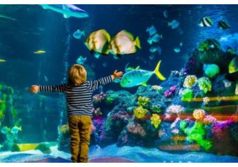 Jangan Pakai Detergen! Ini Dia Tips Jitu Membersihkan Aquarium, Dijamin Langsung Kinclong