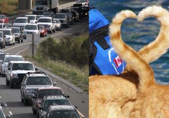 Macet Hingga Ratusan Mobil, Ternyata Penyebabnya Hewan Ini Lagi Kasmaran