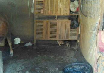 Tinggal di Kandang Sapi, Mbah Siati di Jember Ini Berjuang Sendiri Mencari Nafkah