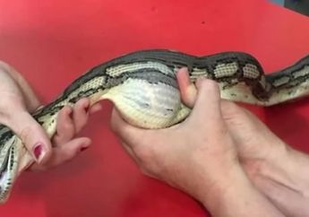 Astaga, Ular Ini Tak Bisa Menguyah Mangsanya, Lihatlah Ketika Dipaksa Mengeluarkannya