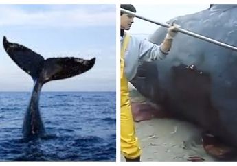 Lihat Apa yang Terjadi Dengan Bangkai Paus Ini Ketika Perutnya Dibelah, Terjadi Ledakkan