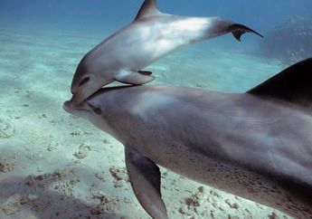 Tak Mau Pisah, Bayi Lumba-lumba Ini Meronta Saat Akan Dipindahkan! Lihat Apa yang Dilakukan Sang Induk