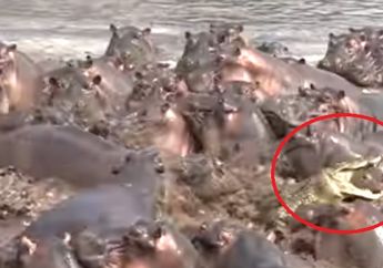Ngeri! Buaya Ini Masuk ke Gerombolan Berisi Lebih dari 30 Kuda Nil! Hal Selanjutnya yang Terjadi Bikin Jantungan! Lihat Videonya...