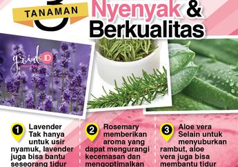 Mau Tidur Nyenyak Berkualitas? 3 Tanaman Alami Ini Bisa Jadi Solusi Selain Obat
