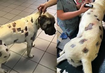 Lihat Apa Yang Terjadi Pada Anjing Ini, Penuh Dengan Kotak Kotak Pada Tubuhnya