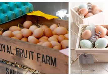 Sering Dibuang, Kotak Telur Bekas Ini Bisa Disulap Jadi Barang Mahal! Bisa Dijual Juga Nggak ya?