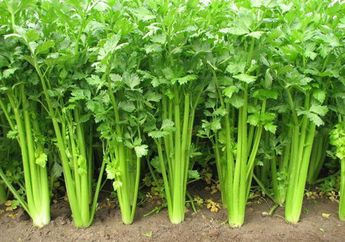 Inilah 10 Manfaaat Daun Seledri, Ada Resep Ramuannya Juga