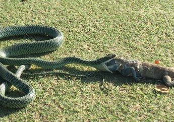 Ngeri ! Apa yang Dilakukan Ular Ini Sungguh Luar Biasa, Lihat Caranya Makan Iguana Sepanjang 70 Sentimeter