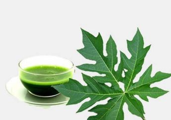 Masih Takut Minum Jamu Daun Pepaya? Baca Dulu 9 Manfaat Ini, Langsung Doyan deh!