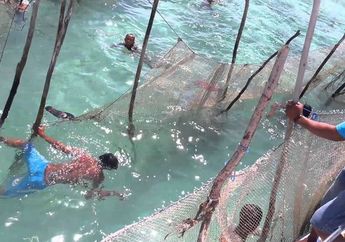 Sering Disebut Nona Laut, Warga Setempat Seringkali Melihat Kemunculan Duyung di Permukaan Air! Ternyata Makannya...