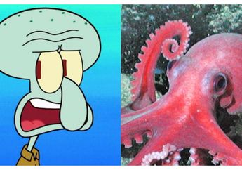 Bukan Cumi, Ternyata Squidward Adalah Gurita, Ternyata Ini Alasannya