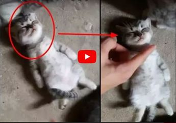 Pura-pura Mati, Begini Aksi Menggemaskan Kucing Ini yang Tertangkap Kamera