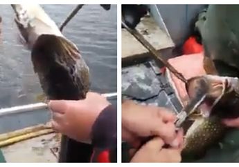 Nggak Nyangka, Lihat yang Didapat Pemancing Ini Dari Mulut Ikan yang Ditangkapnya